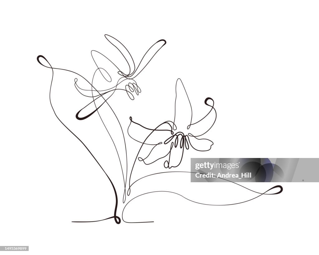 Trout Lily Flower Continuous Line Drawing With Varying Width