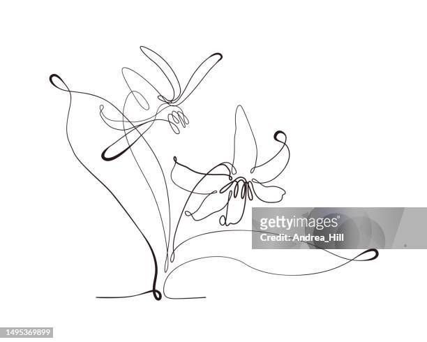 trout lily flower continuous line drawing with varying width editable stroke - one line drawing abstract line art stock illustrations