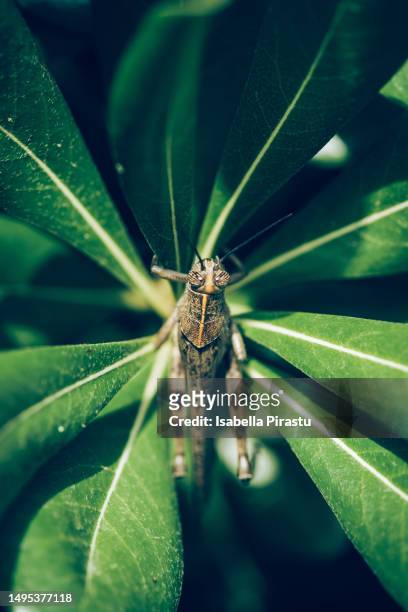 egyptian locust - desert locust stock pictures, royalty-free photos & images