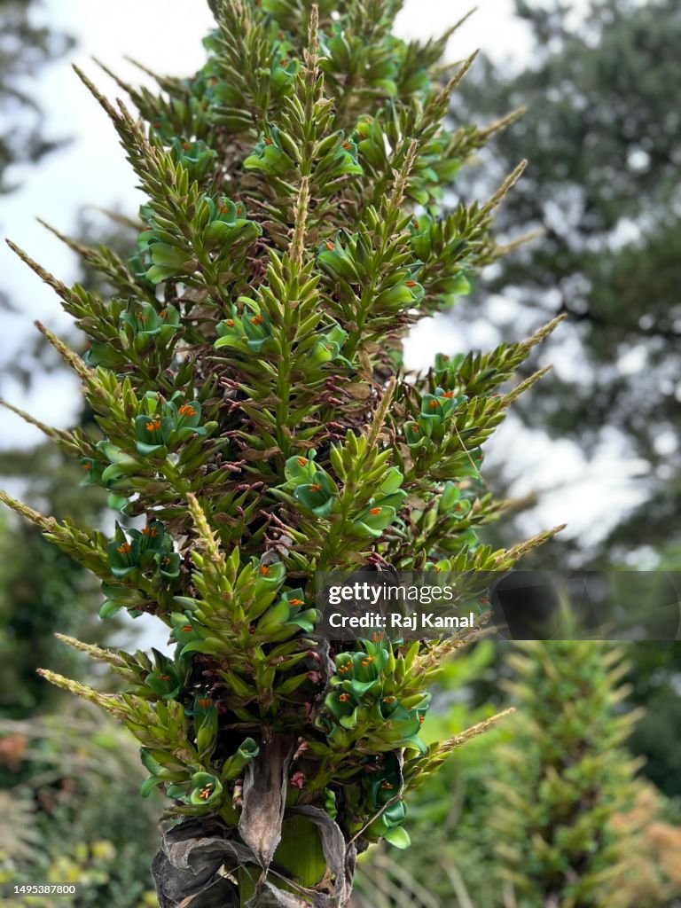 Puya flowering plant