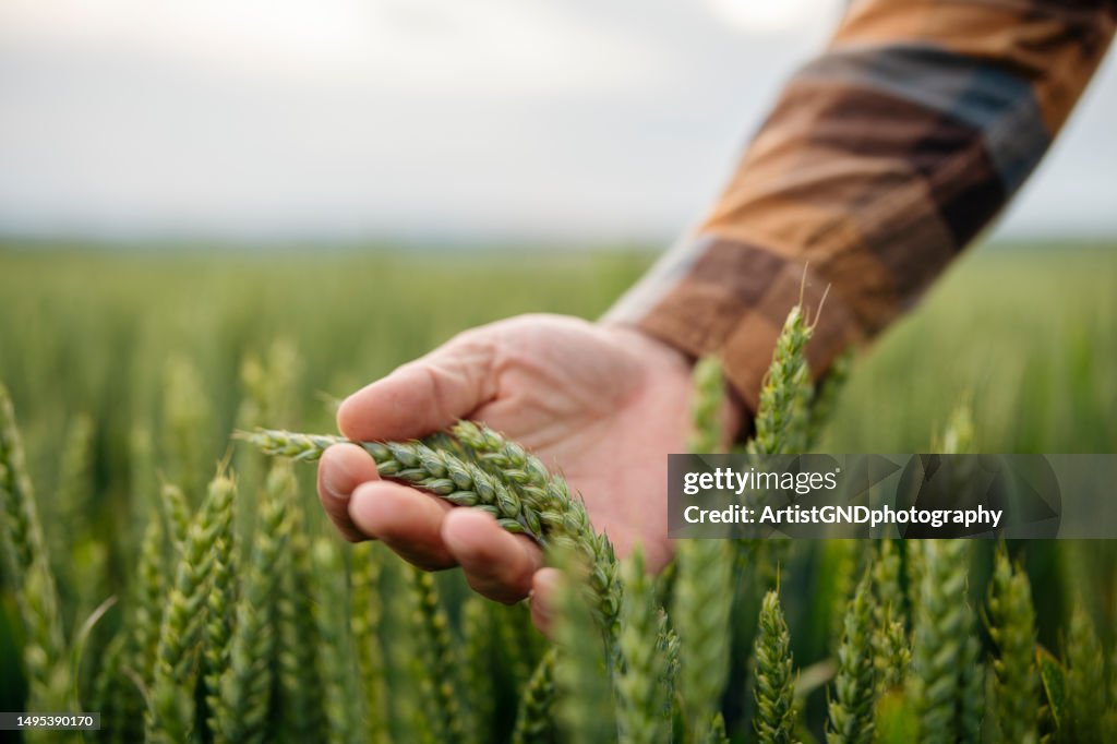 Unrecognizable male farmer touching his wheat crop.