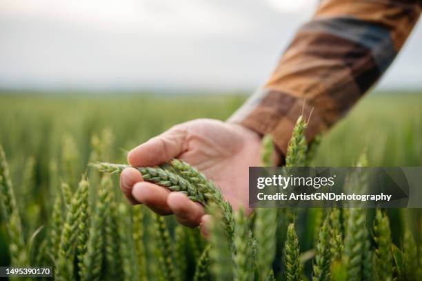 unrecognizable male farmer touching his wheat crop. - wheat plant stock pictures, royalty-free photos & images