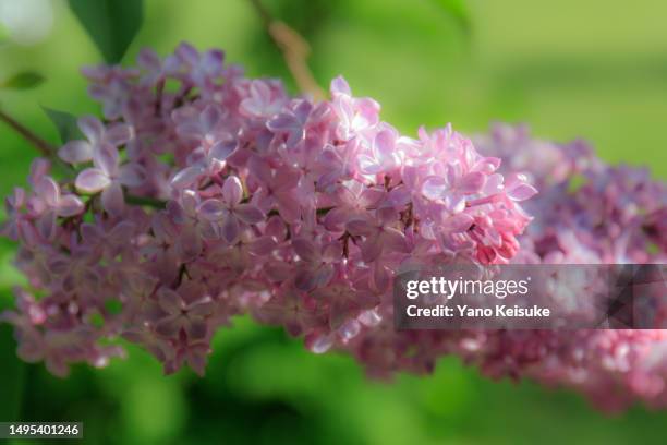 lilac - 札幌 stock-fotos und bilder