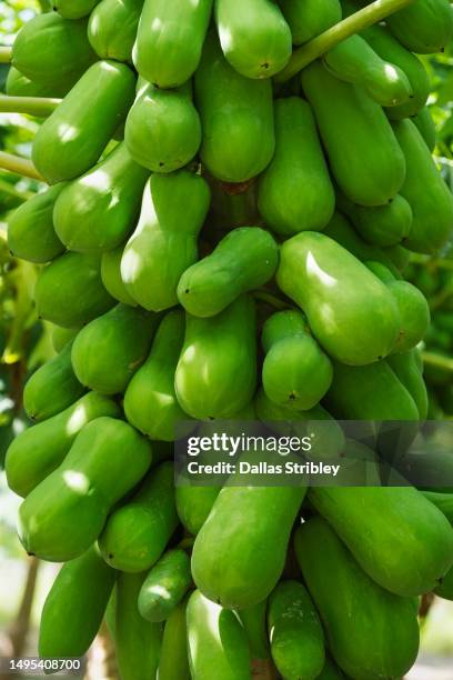 papaya trees laden with fruit, on thoddoo island, maldives. - fruit laden trees 個照片及圖片檔