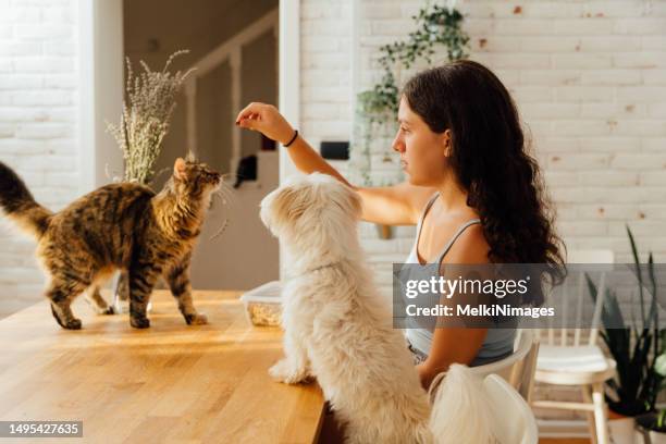girl playing and giving her pets treats for a good behaviar - dog cat stock pictures, royalty-free photos & images