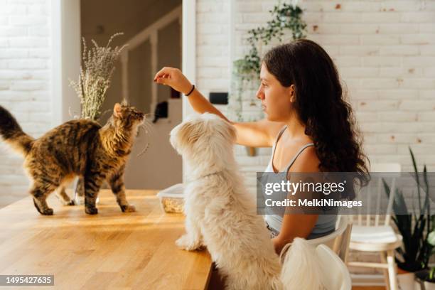 girl playing and giving her pets  treats for a good behaviar - dog indoors stock pictures, royalty-free photos & images