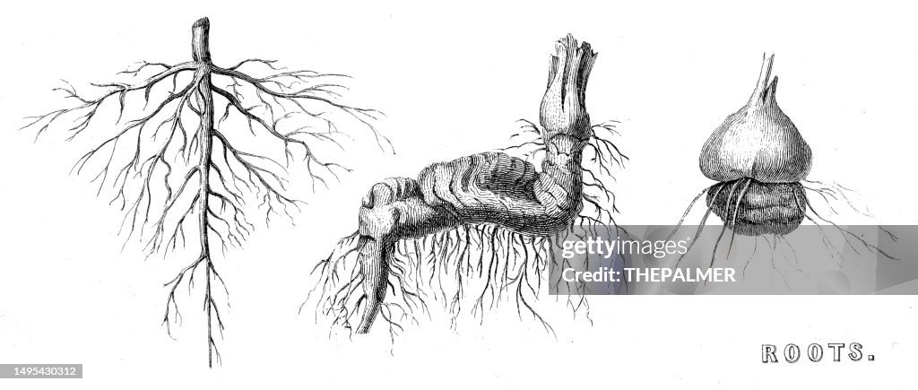 Types of Roots - Tuberous plants, wood engravings 1884