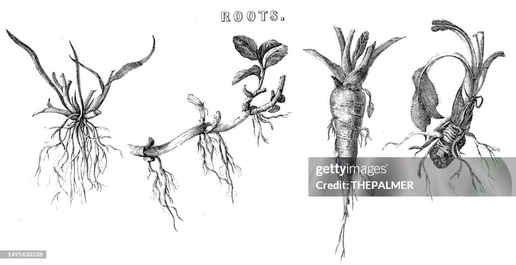 Karat Roots Types Of Roots Carrot Wood Engravings 1884 High-Res Vector Graphic ...