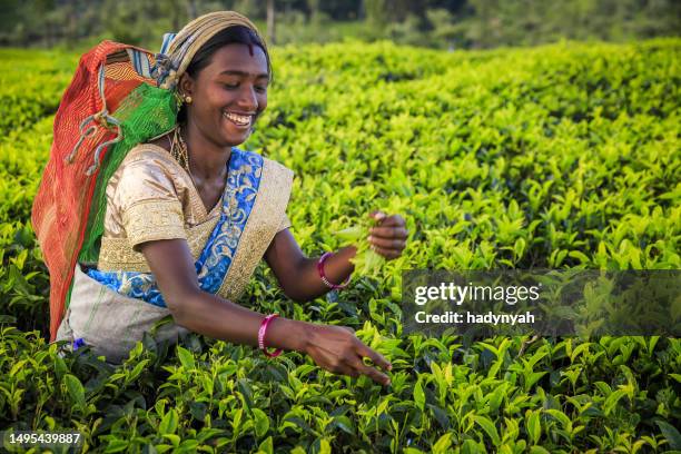 tamil woman plucking tea leaves on plantation, ceylon - plantation tea bildbanksfoton och bilder