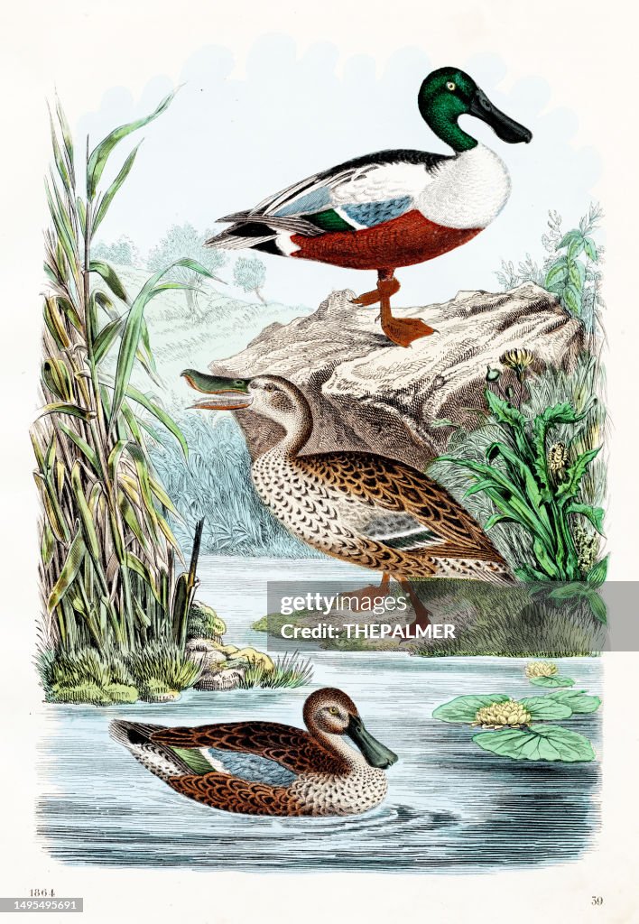 Ducks: northern shoveler, blue-winged teal - Rare plate "Book of the World - 1864" by Carl Hoffman