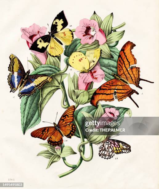 stockillustraties, clipart, cartoons en iconen met butterflies: dogface, purple emperor, ruddy dagger wind - rare plate "book of the world - 1864" - hand colored original - botanie