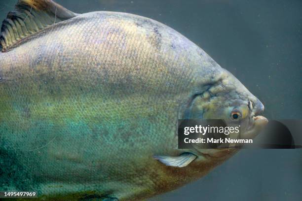 Brazil Fish Pacu 56 Pacu Fish Stock Photos, High-Res Pictures, and Images - Getty Images