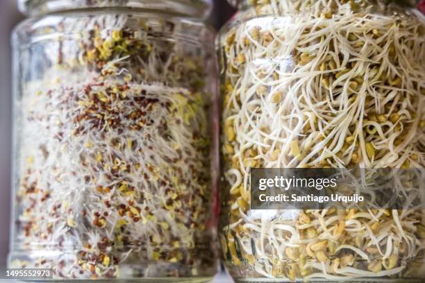 broccoli and radish sprouts on sprouting jars - bean sprouts stock pictures, royalty-free photos & images