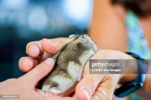 a close up of the hands of a black haired woman holding a gray hamster n front of her. a black haired woman is holding a hamster - roborovski hamster stock pictures, royalty-free photos & images