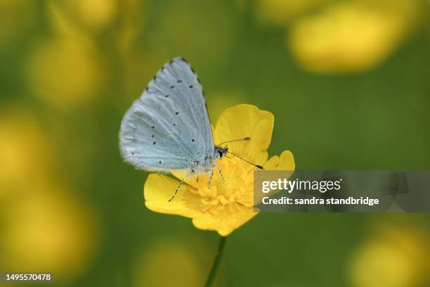a holly blue butterfly, celastrina argiolus, nectaring on a buttercup flower. - holly stock pictures, royalty-free photos & images