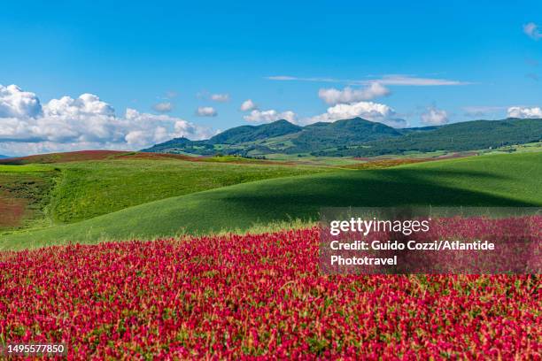 tuscany, sulla leguminosa coltivation near volterra - leguminosa stock pictures, royalty-free photos & images