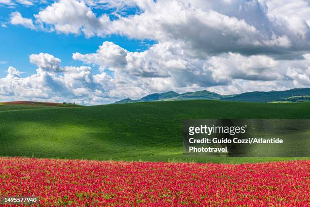 tuscany, sulla leguminosa coltivation near volterra - leguminosa stock pictures, royalty-free photos & images