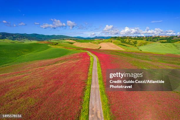 tuscany, country road cross a sulla leguminosa coltivation near volterra - leguminosa stock pictures, royalty-free photos & images