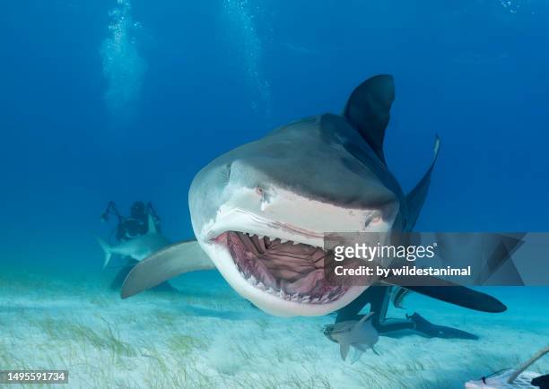 tiger shark with mouth open, bahamas. - tiger shark fotografías e imágenes de stock
