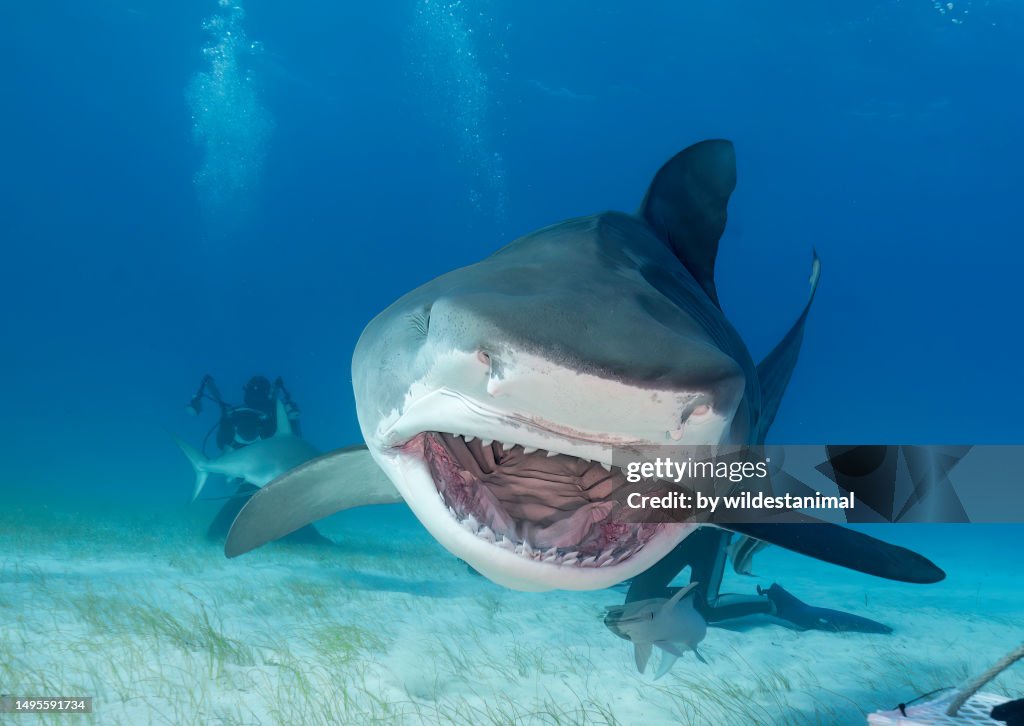Tiger shark with mouth open, Bahamas.