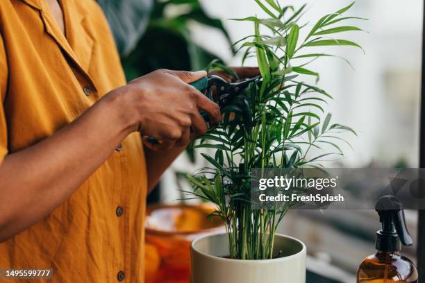 eine nicht wiederzuerkennende frau, die sich um ihre zimmerpflanze kümmert - zeitungsausriss stock-fotos und bilder