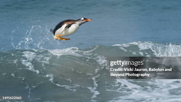 fun gentoo penguin leaping out of wave at sea lion island - premiere of comedy dynamics the fury of the fist and the golden fleece arrivals stockfoto's en -beelden