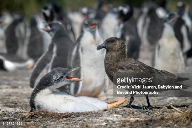gentoo penguin chick protecting himself against skua bird on sea lion island, falkland islands - bird island falkland islands stock pictures, royalty-free photos & images