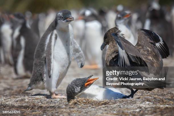 skua bird checking out potential penguin prey on sea lion island in the falklands - bird island falkland islands stock pictures, royalty-free photos & images