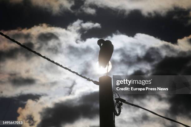 White stork perched in its nest, on a pole, in the Sarria region, on June 2 in Lugo, Galicia, Spain. The white stork is a migratory bird that has...