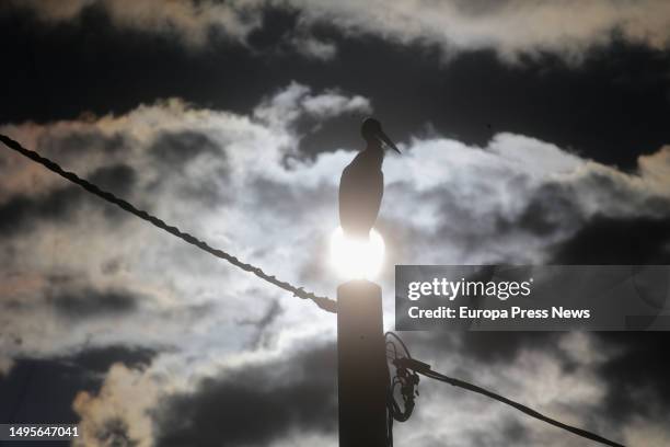 White stork perched in its nest, on a pole, in the Sarria region, on June 2 in Lugo, Galicia, Spain. The white stork is a migratory bird that has...