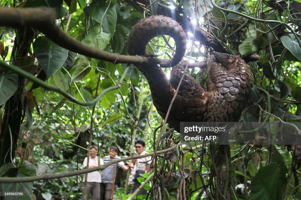 INDONESIA-WILDLIFE-ANIMALS-SMUGGLING-PANGOLINS