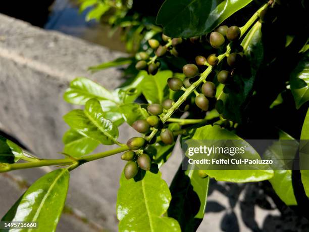 tapirira mexicana marchand  leaf and fruit - marchand stock pictures, royalty-free photos & images