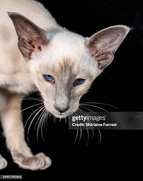 Shen, a blue point caramel Siamese cat is seen in a studio portrait during the Merseyside GCCF Championship Show at Sutton Leisure Centre on June 03,...