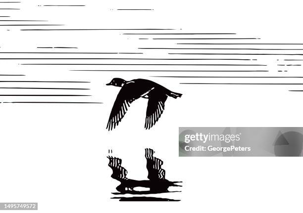 ilustrações de stock, clip art, desenhos animados e ícones de duck flying over water - pato carolino