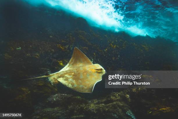 raia de águia nadando sob ondas ao longo de algas marinhas e fundo do oceano rochoso - uge - fotografias e filmes do acervo