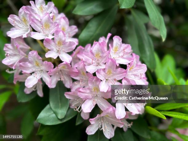 rhododendron bush in full bloom in late spring - rhododendron stock pictures, royalty-free photos & images