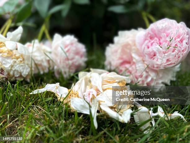 beauty of wilting peonies - wilted stock pictures, royalty-free photos & images