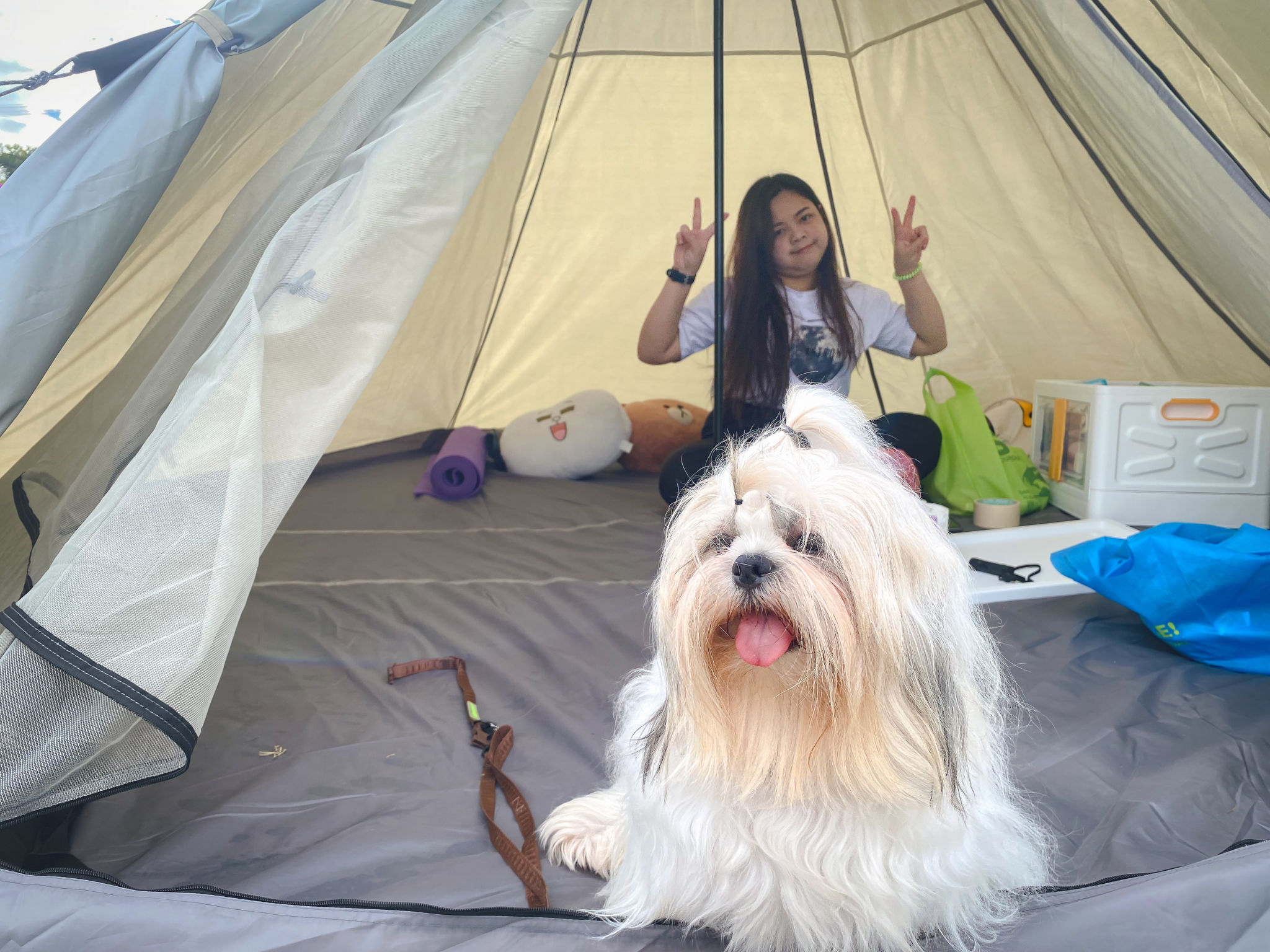 Shih tzu dog and owner rest in tent during camping Shih tzu dog and owner rest in tent during camping