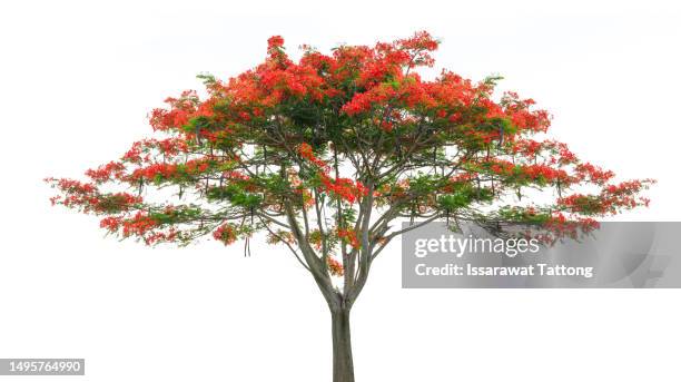 flam-boyant, the flame tree, royal poinciana isolated on white background - delonix regia stock pictures, royalty-free photos & images