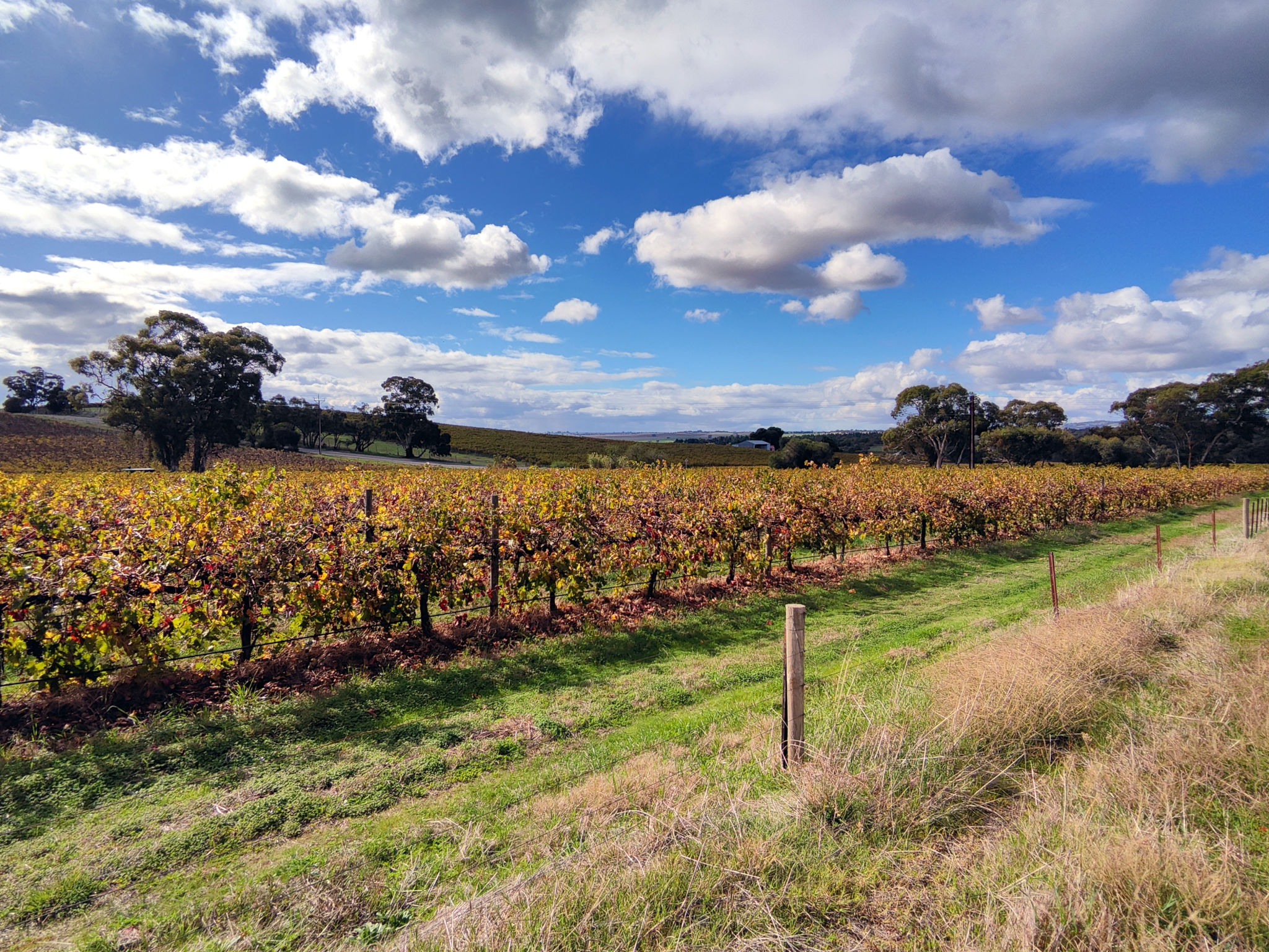 barossa valley rooftops