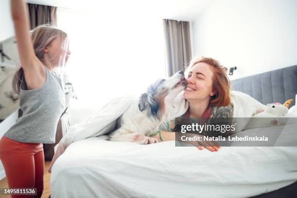 loving wake-up call: in the tranquil ambiance of a bright bedroom, a dog showers its owner with love by gently licking her face on the bed, creating a heartwarming moment that sets the tone for the day. - ambiance girly bildbanksfoton och bilder