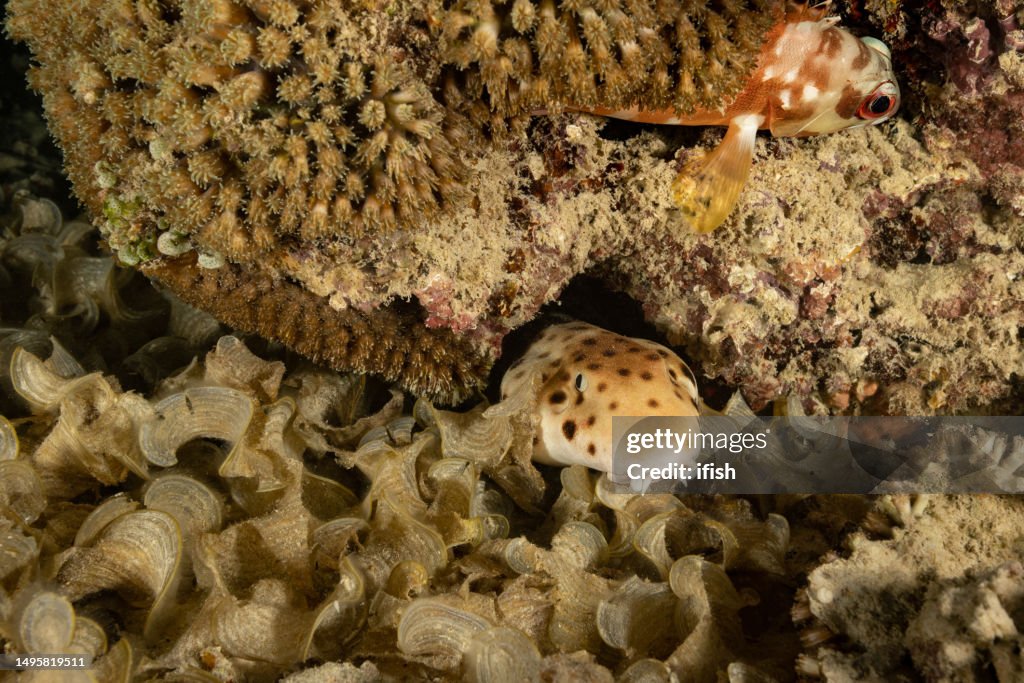 Small and Rare Shark Species: Endemic Triton Epaulette Shark Hemiscyllium henryi, Papua Barat Province, Indonesia