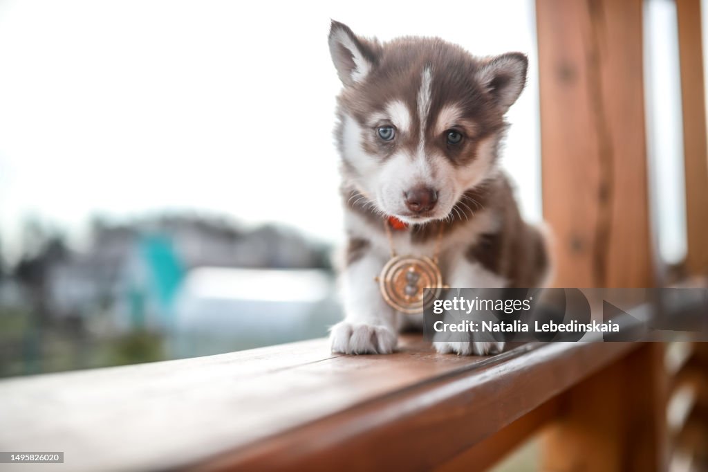 Portrait of adorable husky puppy
