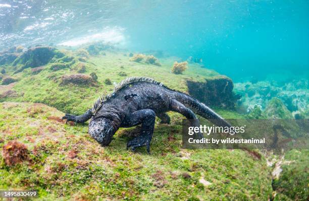 marine iguana feeding. - land iguana fotografías e imágenes de stock