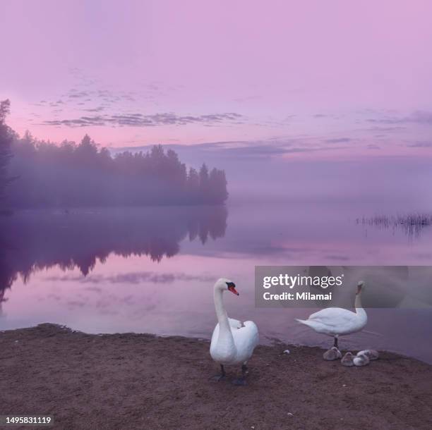 mute swans with cygnets - birds in finland stock-fotos und bilder