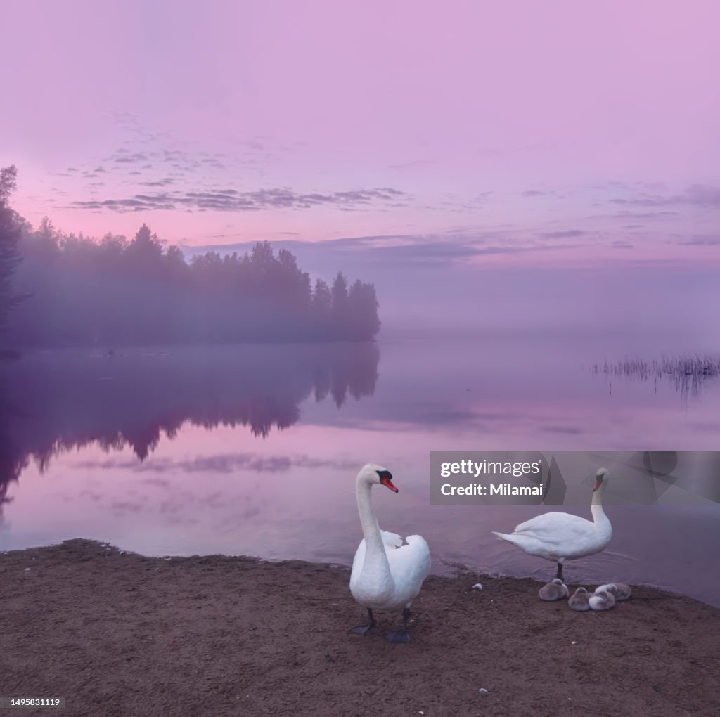 Mute swans with cygnets