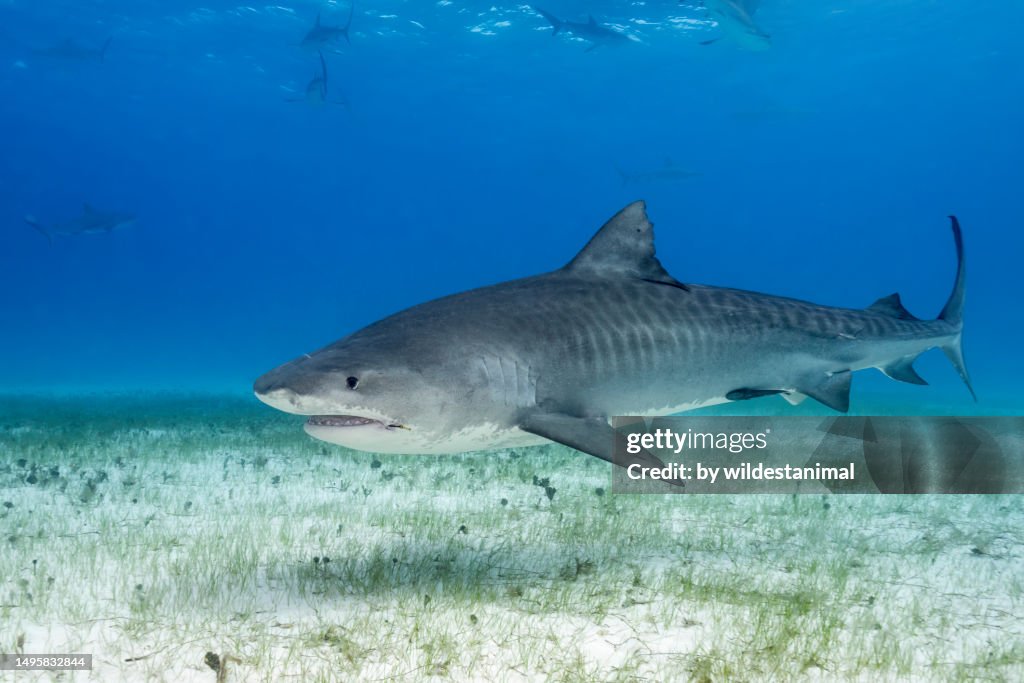 Tiger shark in shallow clear blue water, Bahamas.