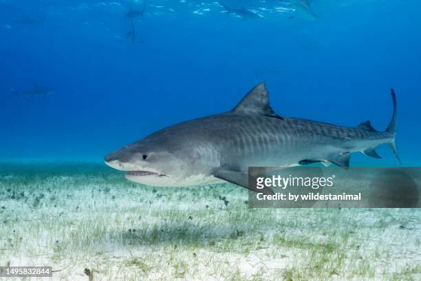 tiger shark in shallow clear blue water, bahamas. - tiger shark fotografías e imágenes de stock