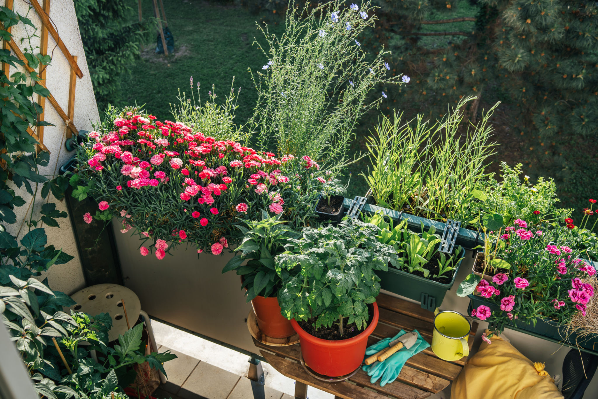 balcony plants selection