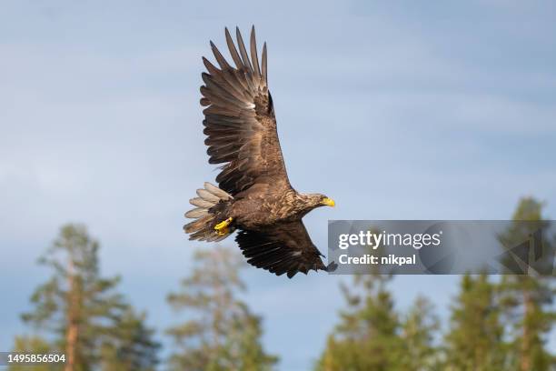 a white tailed eagle in flight with the forest in the background in northern finland near kumho - zeearend stockfoto's en -beelden